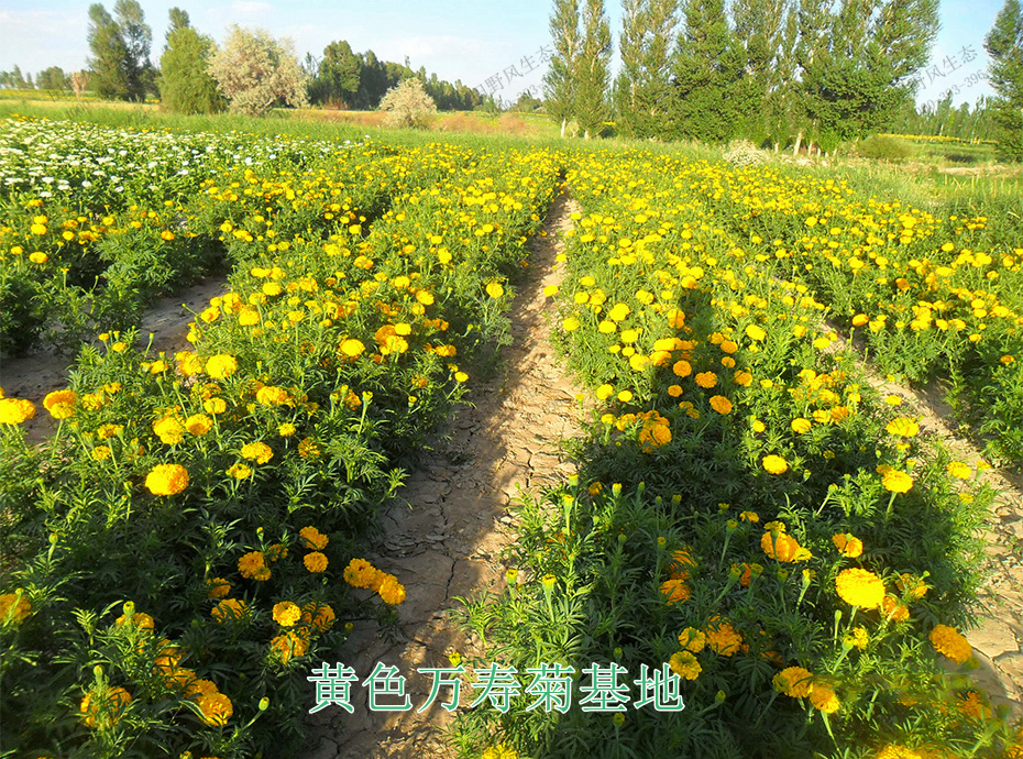 9黄色万寿菊基地