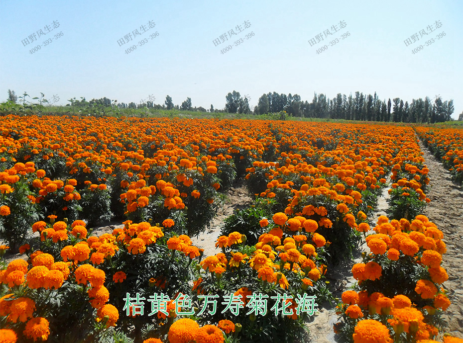 12桔黄色万寿菊花海