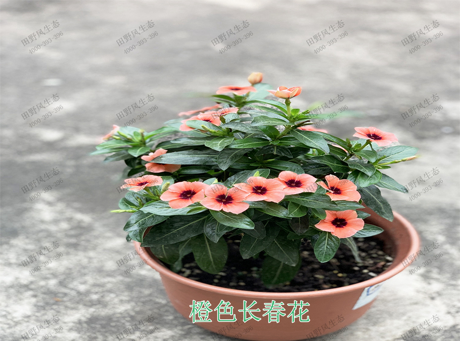 4橙色长春花