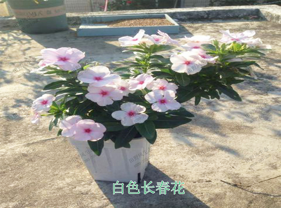 5白色长春花