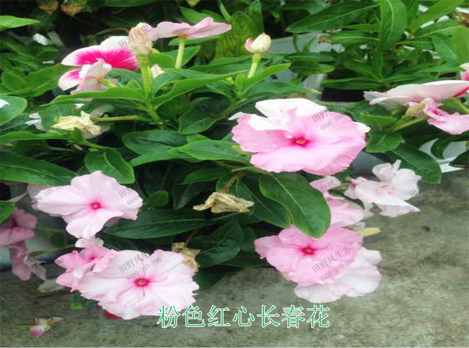 6粉色红心长春花