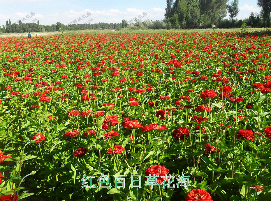 14红色百日草花海