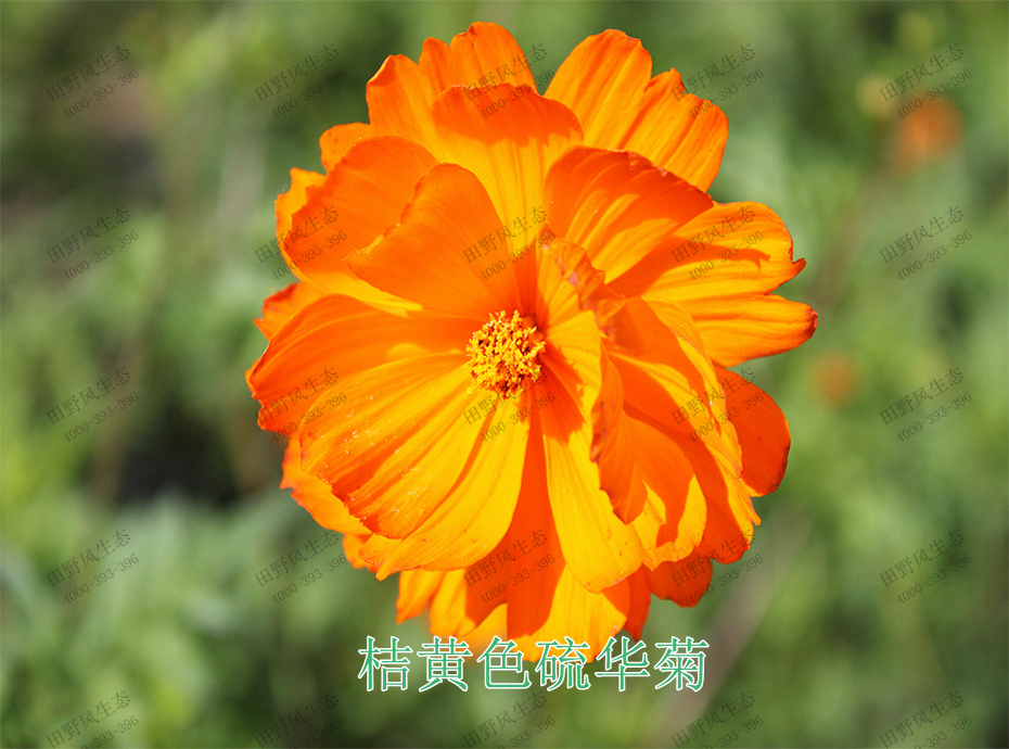 2桔黄色硫华菊