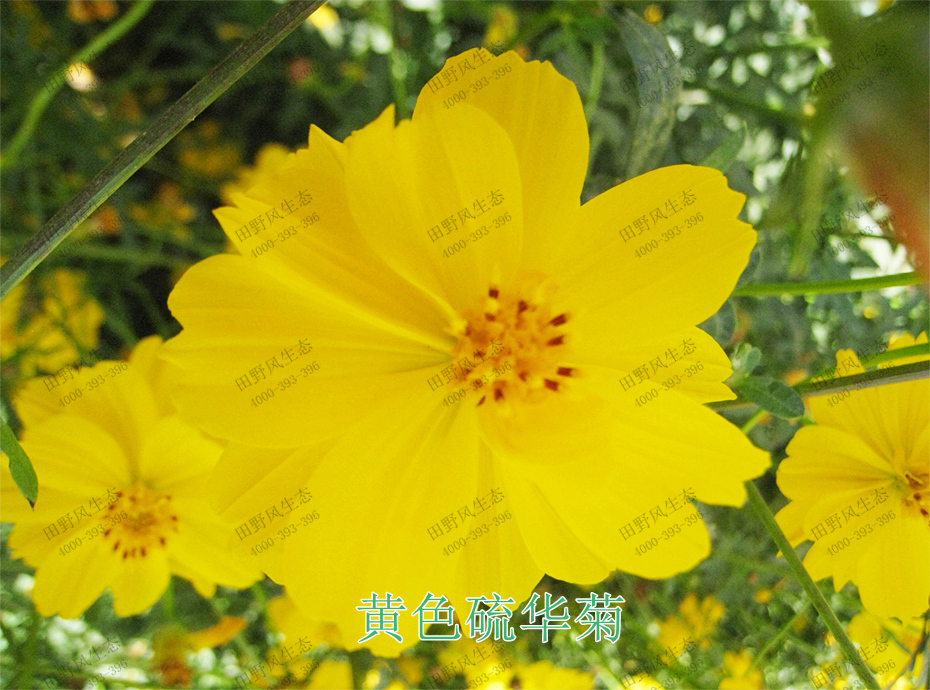 3黄色硫华菊