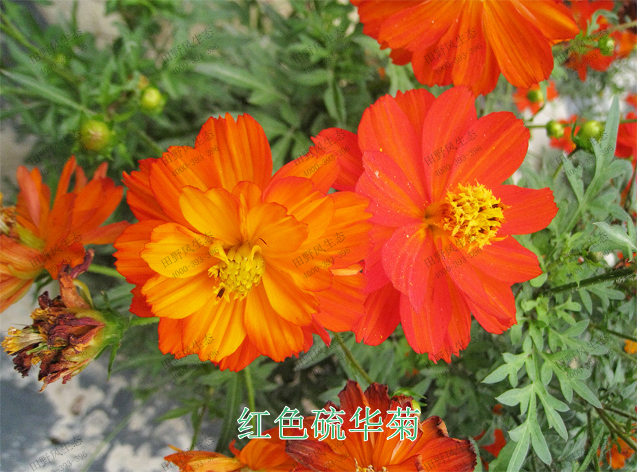 4红色硫华菊