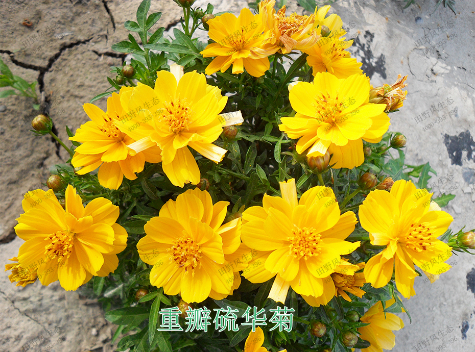 6重瓣硫华菊