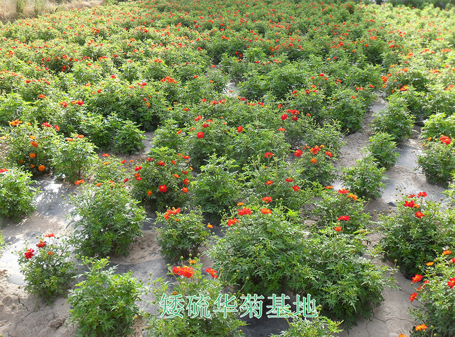 10矮硫华菊基地