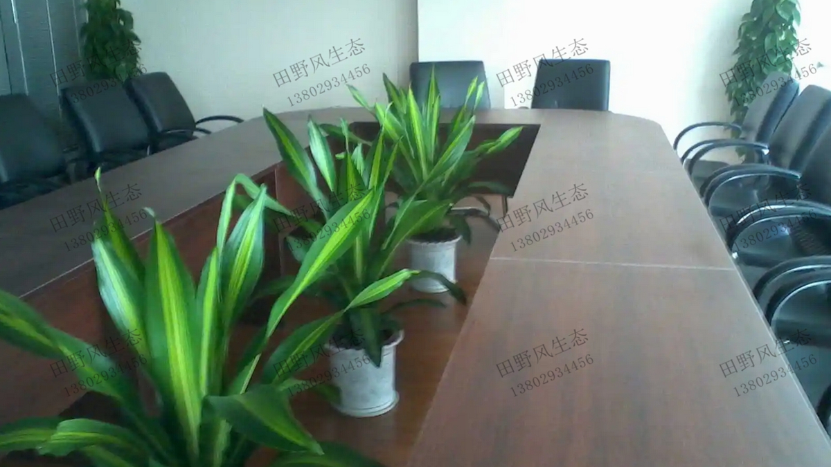 会议室植物租摆