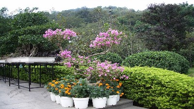 勒杜鹃水粉