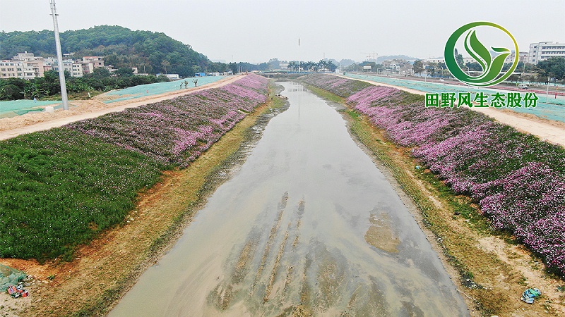 河道生态修复,边坡绿化