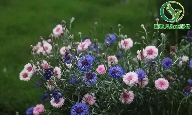 花卉种子,一年生花卉种子