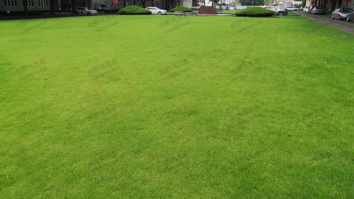 边坡绿化草坪草种子如何选择？