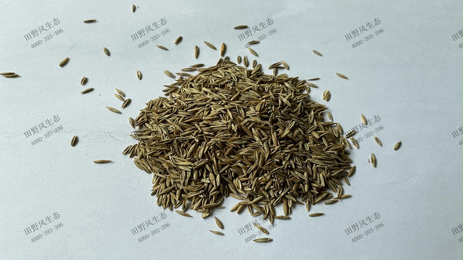 碱茅草草种子