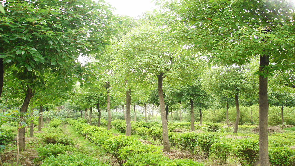 6标准苗木种植基地