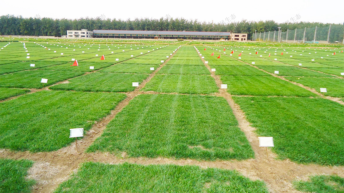 14草种试种实验基地培植确保芽率