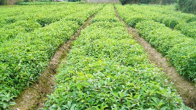 袋苗种植基地