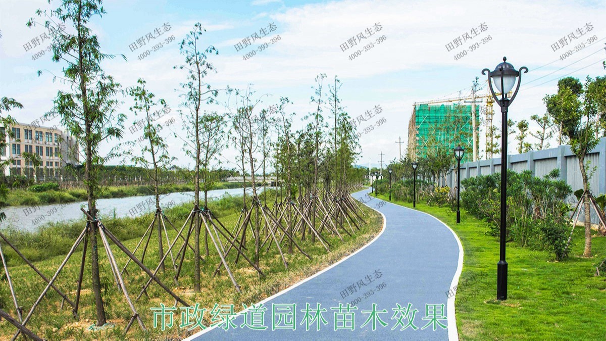 广东珠海横琴岛市政园林工程