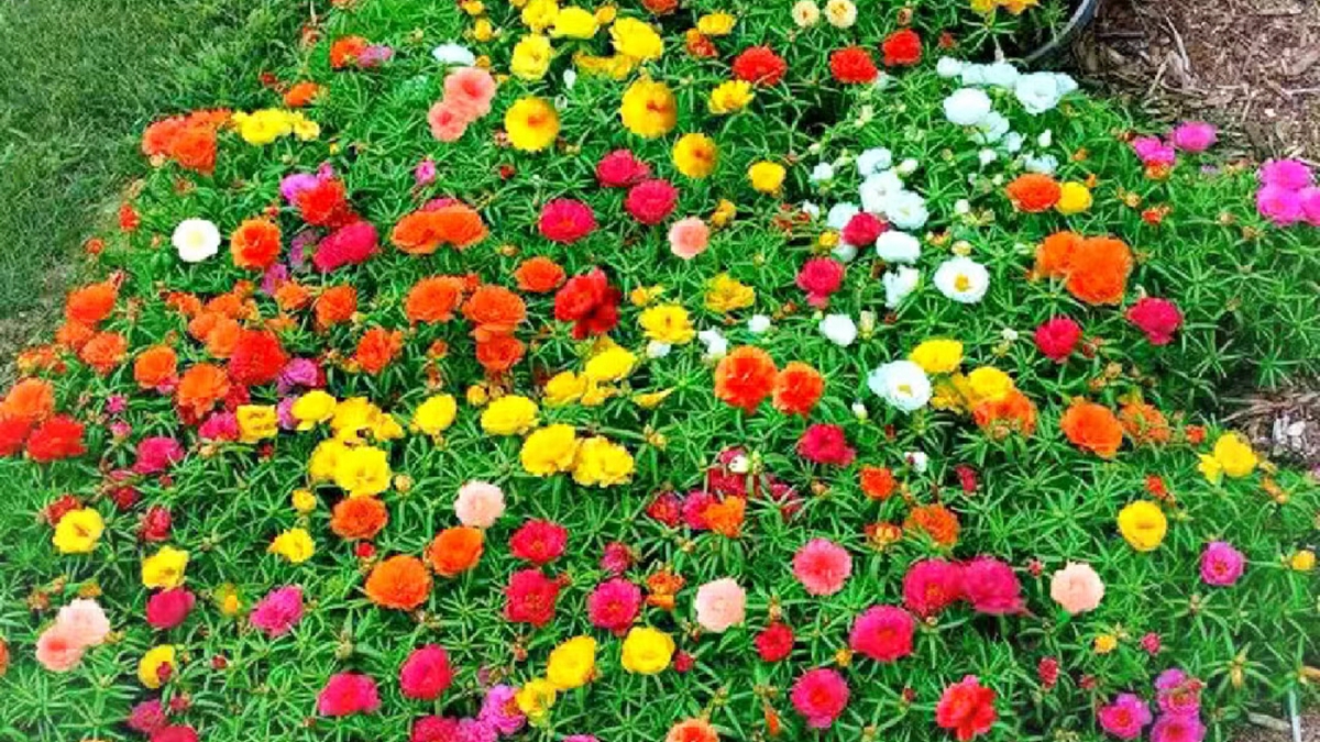 花海