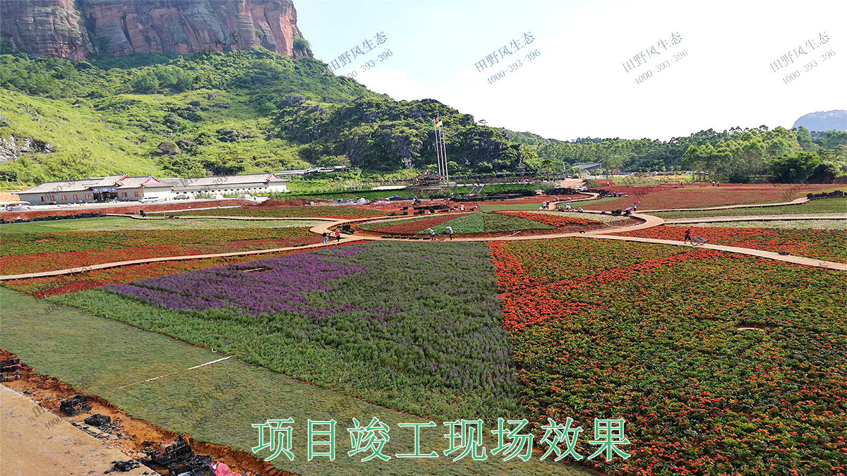 花海 花海