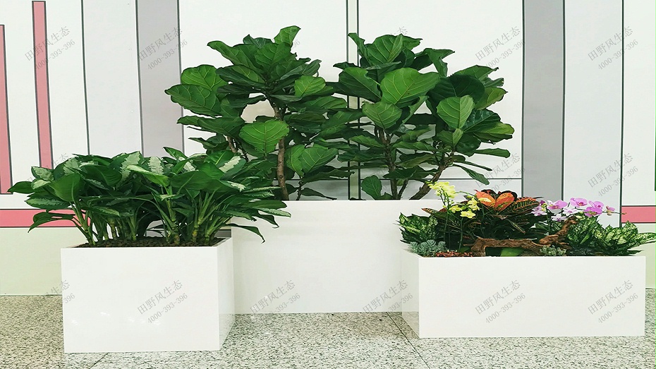 单位租绿,单位花卉租赁