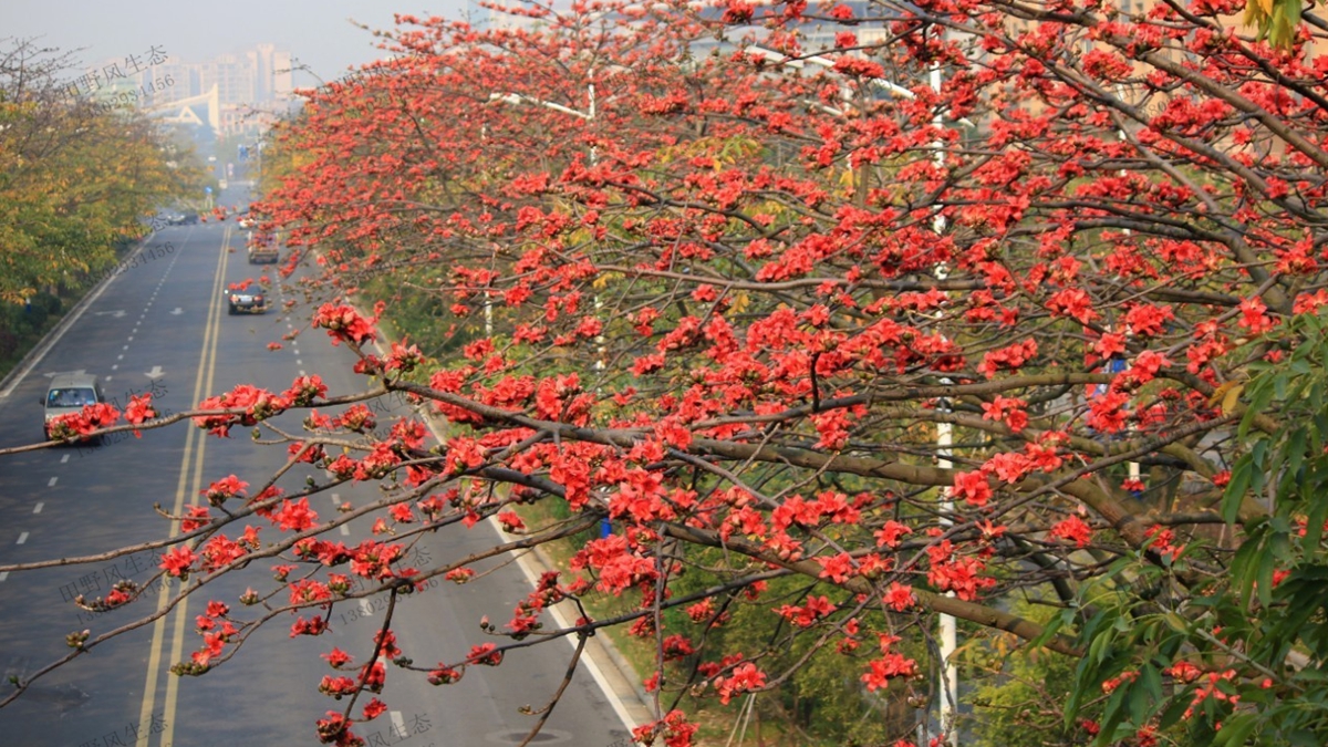 木棉花