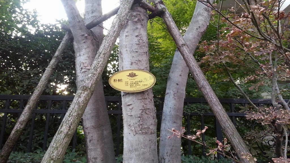 树木铭牌