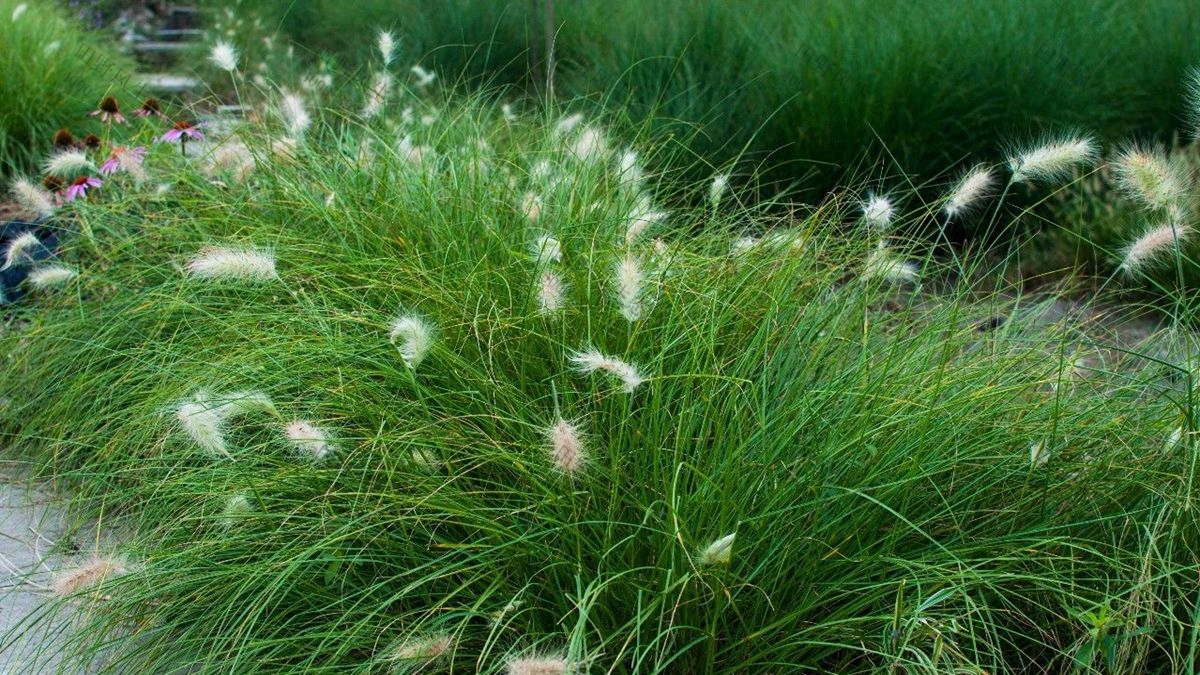 牧草种子