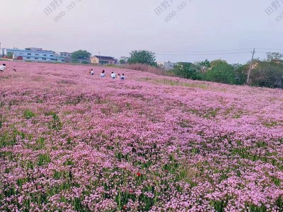 满天星种子什么季节种最好
