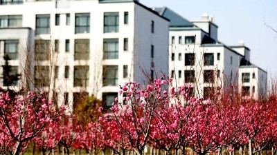 售楼中心年花订购方案