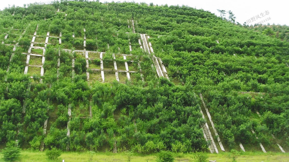 三个月复绿效果