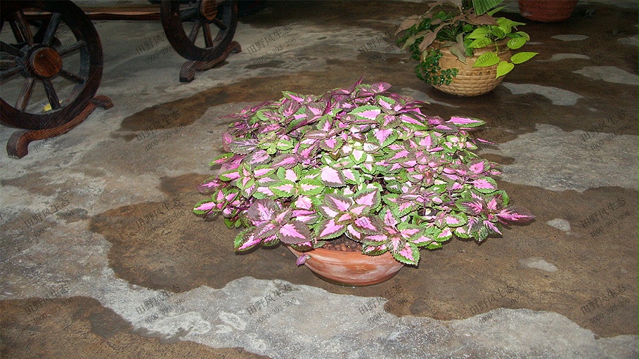 彩叶草