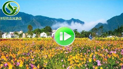美丽乡村景观花海视频