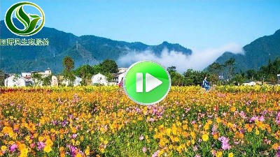 美丽乡村景观花海视频