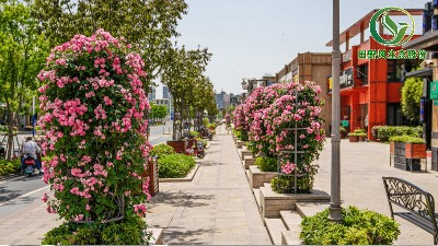 2020年度上海市特色道路绿化评选结果今起公示，看看TA们都在哪里↓