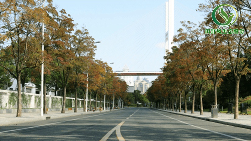 道路绿化,市政绿化