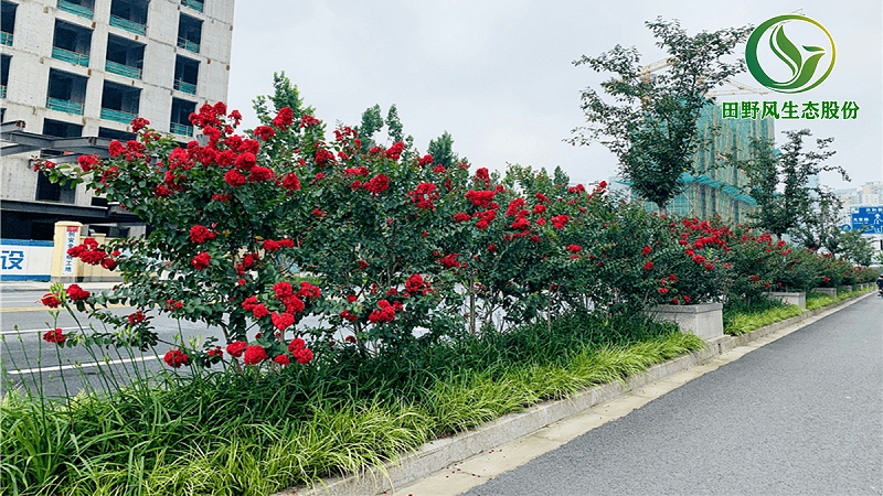 道路绿化,市政绿化
