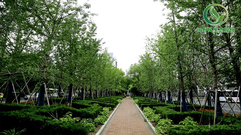 道路绿化,市政绿化