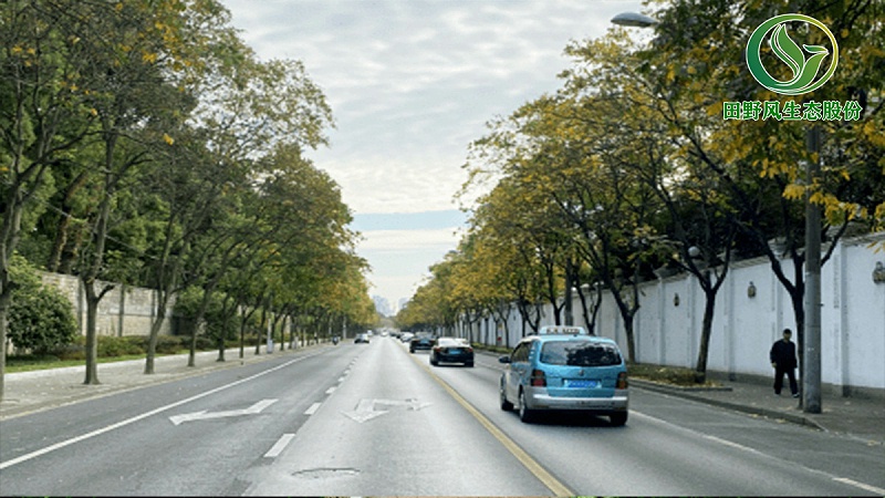 道路绿化,市政绿化