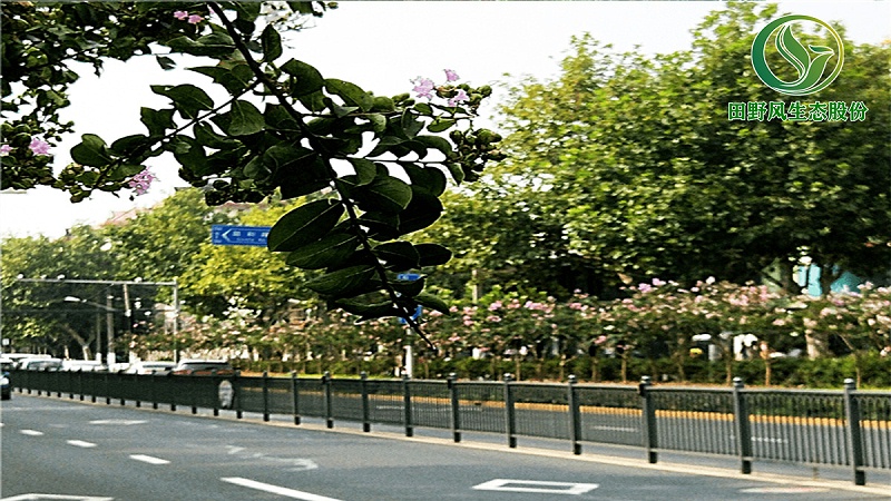 道路绿化,市政绿化
