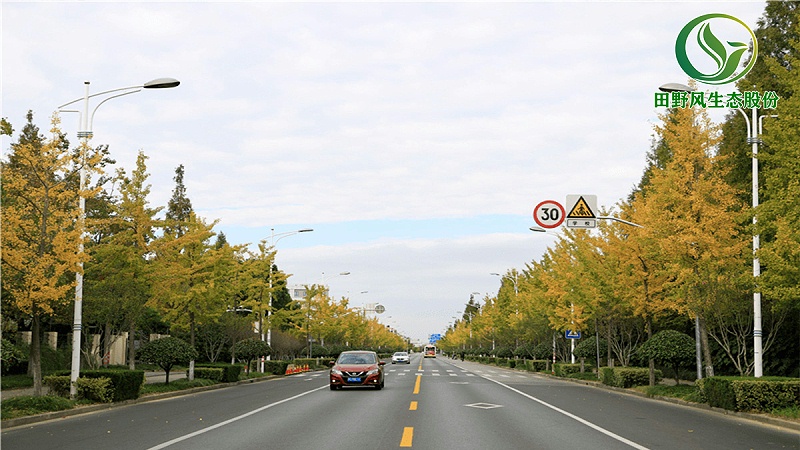 道路绿化,市政绿化