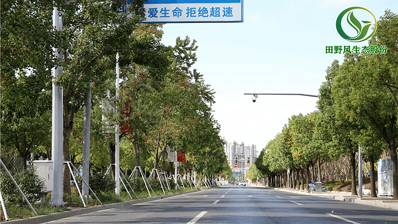 道路绿化,市政绿化