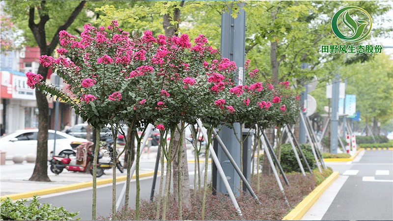 道路绿化,市政绿化