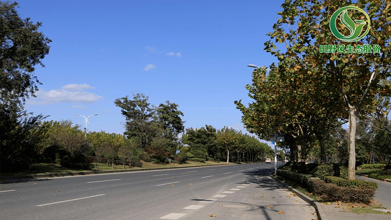 道路绿化,市政绿化