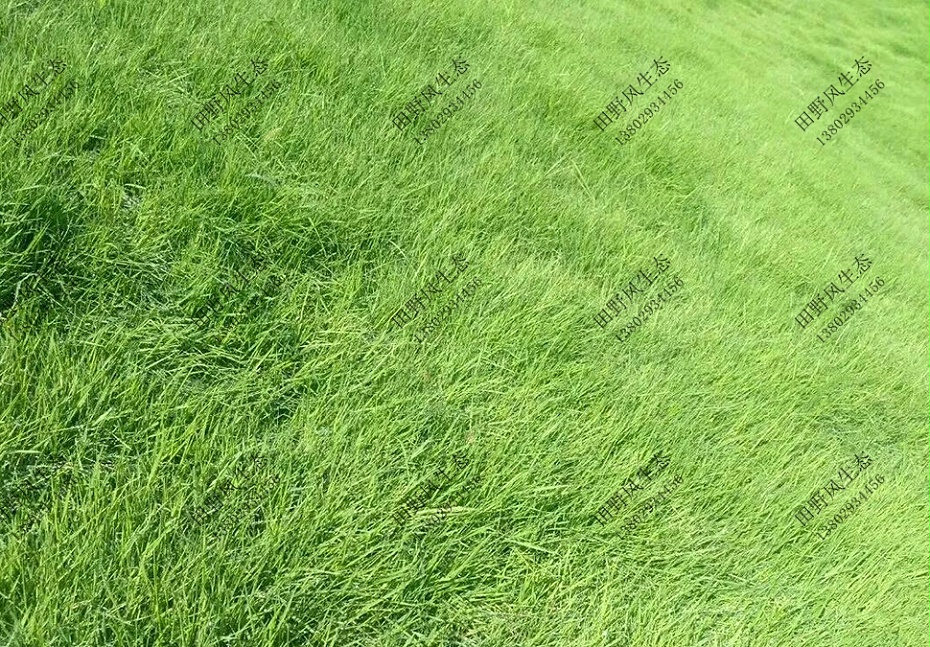 匍匐紫羊茅种子