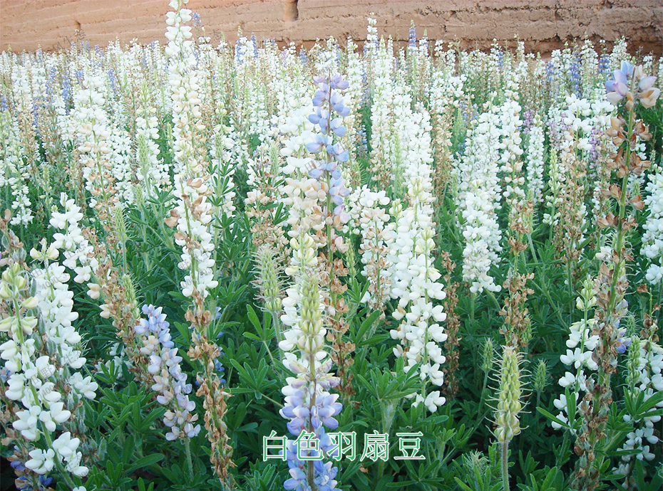 宿根花卉花种