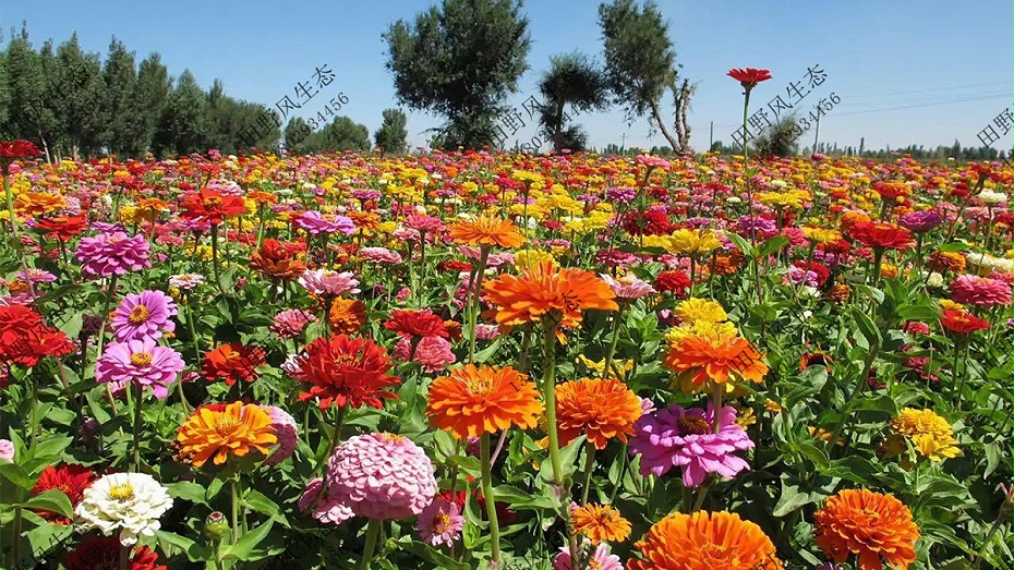 花种四季室外易活
