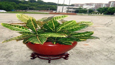 变色木