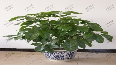 常绿大叶伞