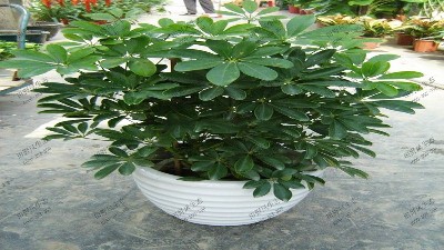 精品鹅掌柴