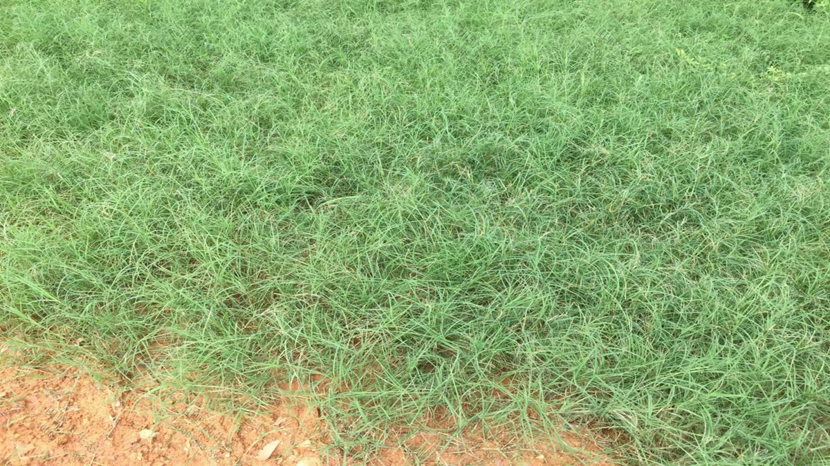 草种批发